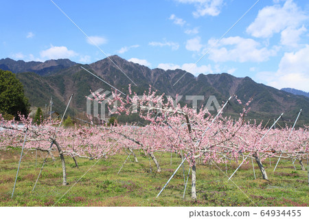Spring of Azumino where peach blossoms bloom 64934455