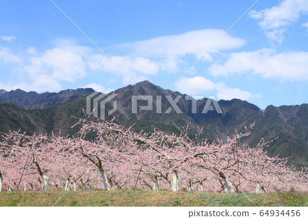 Spring of Azumino where peach blossoms bloom 64934456