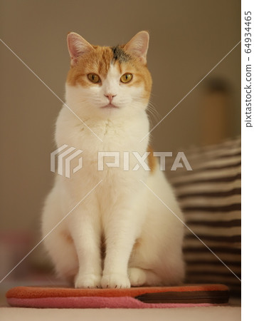 Sitting cat Sitting cat 64934465