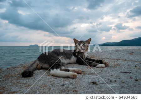 A cat rest at rock 64934663