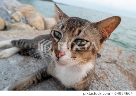 A cat at rock beside sea. A cat at rock beside sea. 64934664