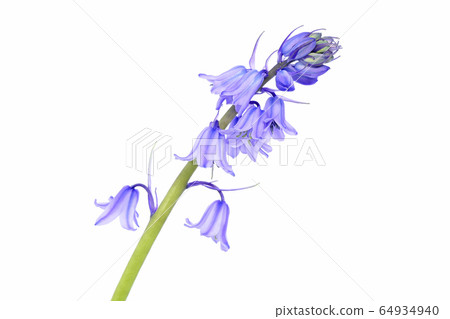 Syrah Campanulata (depth synthesis) Syrah Campanulata (depth synthesis) 64934940