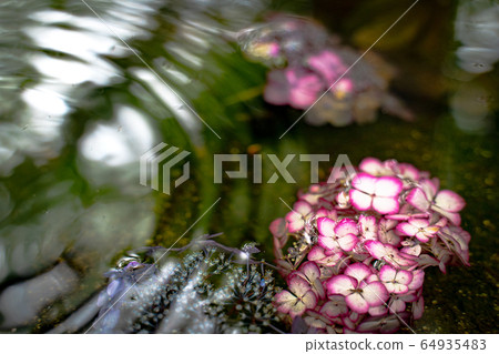 hydrangea   64935483