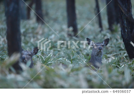 Ezo deer (Hokkaido) I met in Shiretoko Forest 64936037