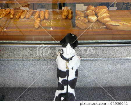 French bulldog in front of the bakery 64936041