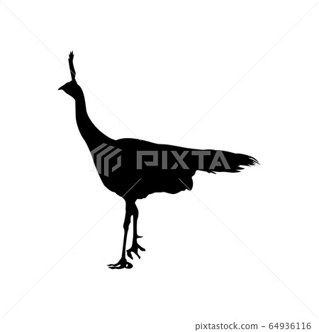 Vector silhouette of pheasant isolated on white background. Template for design Vector silhouette of pheasant isolated on white background. Template for design 64936116
