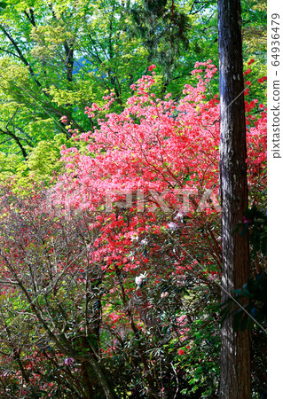 映山紅 映山紅 64936479