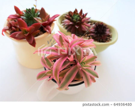 秋葉多汁 64936480