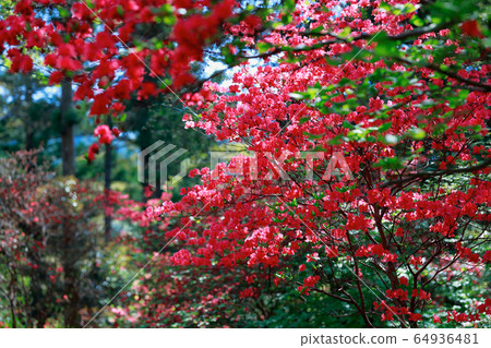 映山紅 映山紅 64936481
