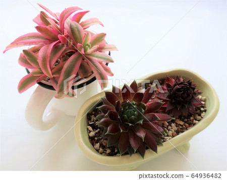 秋葉多汁 秋葉多汁 64936482