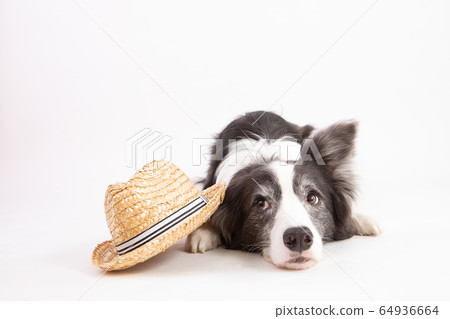 草帽和邊境牧羊犬 64936664