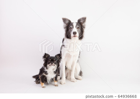 Border collie and chihuahua Border collie and chihuahua 64936668