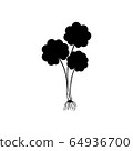 Gotu kola - medicinal plant. Centella Asiatica which is known as Gotu Kola isolated on white background vector illustration. Asiatic pennywort 64936700