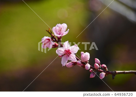 一枝桃花 一枝桃花 64936720