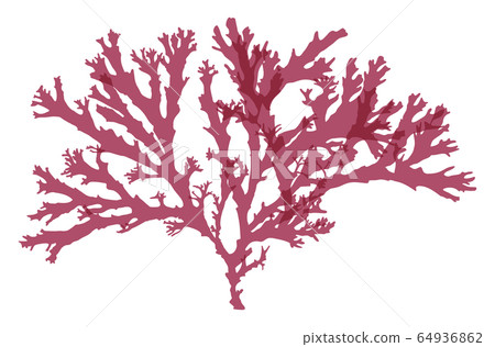 Seaweed Red alga Vector material Tosaka 64936862