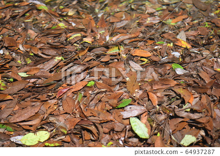 Dead leaves underwater 64937287