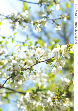 Spring concept of flowering trees, fertility and natural restoration. Spring concept of flowering trees, fertility and natural restoration. 64937363