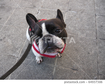 French bulldog listening 64937386