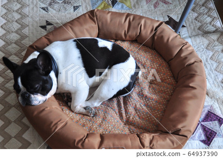 法國鬥牛犬小睡著墊子 法國鬥牛犬小睡著墊子 64937390