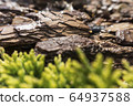 Tree bark for decoration and mulching in landscape design. Tree bark texture macro background close-up. 64937588