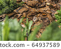 Tree bark for decoration and mulching in landscape design. Tree bark texture macro background close-up. 64937589