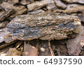 Tree bark for decoration and mulching in landscape design. Tree bark texture macro background close-up. 64937590