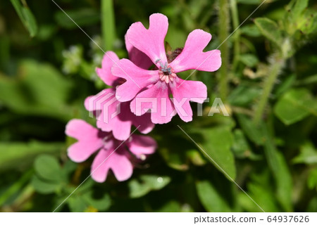 Musashi Nadeshiko 64937626