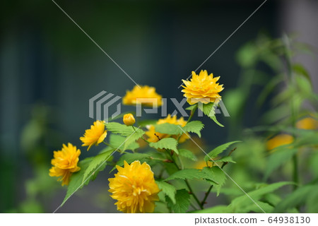 Spring flowers Spring flowers 64938130