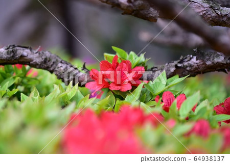 Spring flowers 64938137