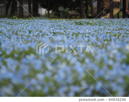 Nemophila Nemophila 64938206