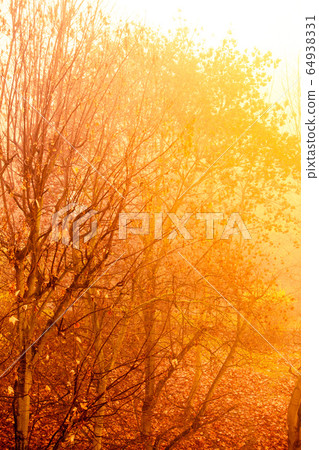 Bright autumn leaves fall trees in forest 64938331