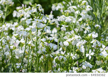 Daikon flower 64938382