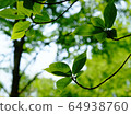 Fresh green 64938760