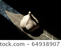 garlic  64938907