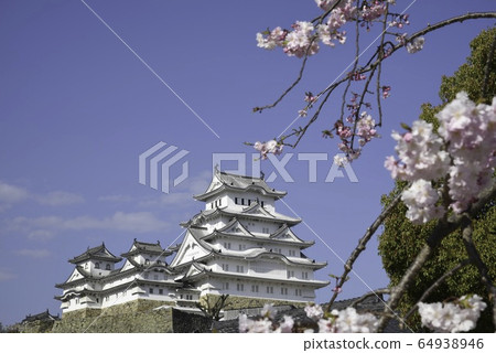 Himeji Castle "From Chihime Peony Garden" 64938946