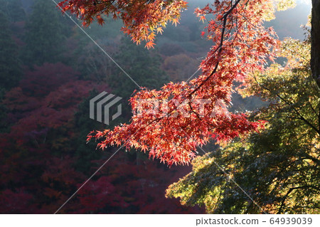 Korankei (autumn leaves daytime) Korankei (autumn leaves daytime) 64939039