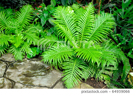 Fern in the botanical garden. Perfect natural 64939066