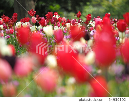 Tulip 64939102