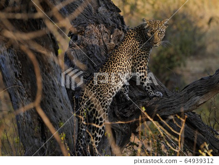 Leopard Leopard 64939312