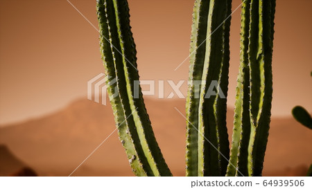 Arizona desert sunset with giant saguaro cactus Arizona desert sunset with giant saguaro cactus 64939506