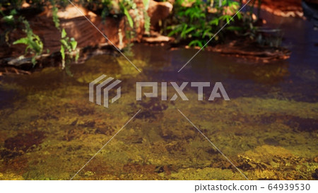 tropical golden pond with rocks and green plants tropical golden pond with rocks and green plants 64939530