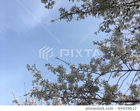 Cherry Blossom 64939612