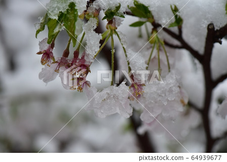 Cherry blossoms and snow 64939677