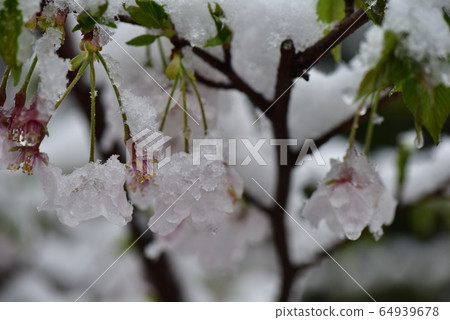 Cherry blossoms and snow Cherry blossoms and snow 64939678