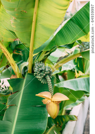 Banana palm blooms. A big yellow flower. Little green bananas on palm tree. Unripe bananas.  64939997