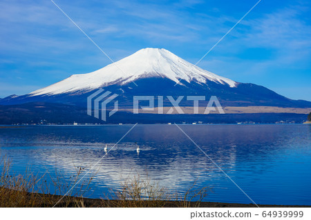 From the shore of Lake Yamanaka where swans swim to Mt. Fuji (upside down Fuji) 64939999