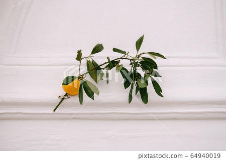 An orange and an oak branch nailed to the door of a house. Badnjak is a national Serbian holiday, an analog of Christmas Eve. Badnjak it is solemnly cut down in the forest, brought into the house 64940019
