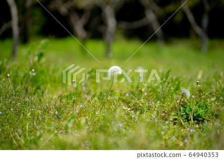 Dandelion 6074 Dandelion 6074 64940353