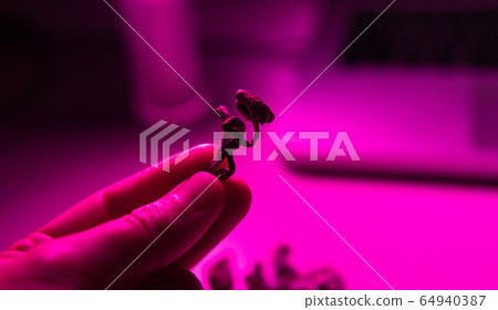 Strains of psilocybin mushrooms close-up 64940387