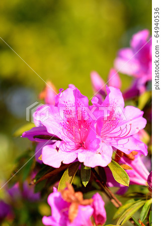 Colorful azaleas in full bloom in Tokyo 64940536